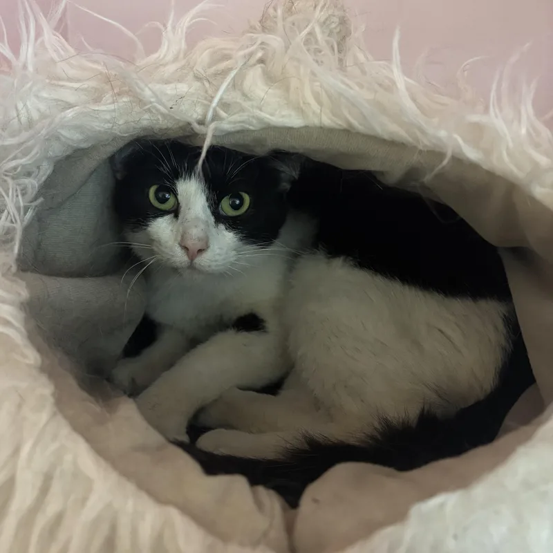 An adult medium-sized male Black & White / Tuxedo Domestic Short Hair cat named Pingu for adoption in Charleston, SC