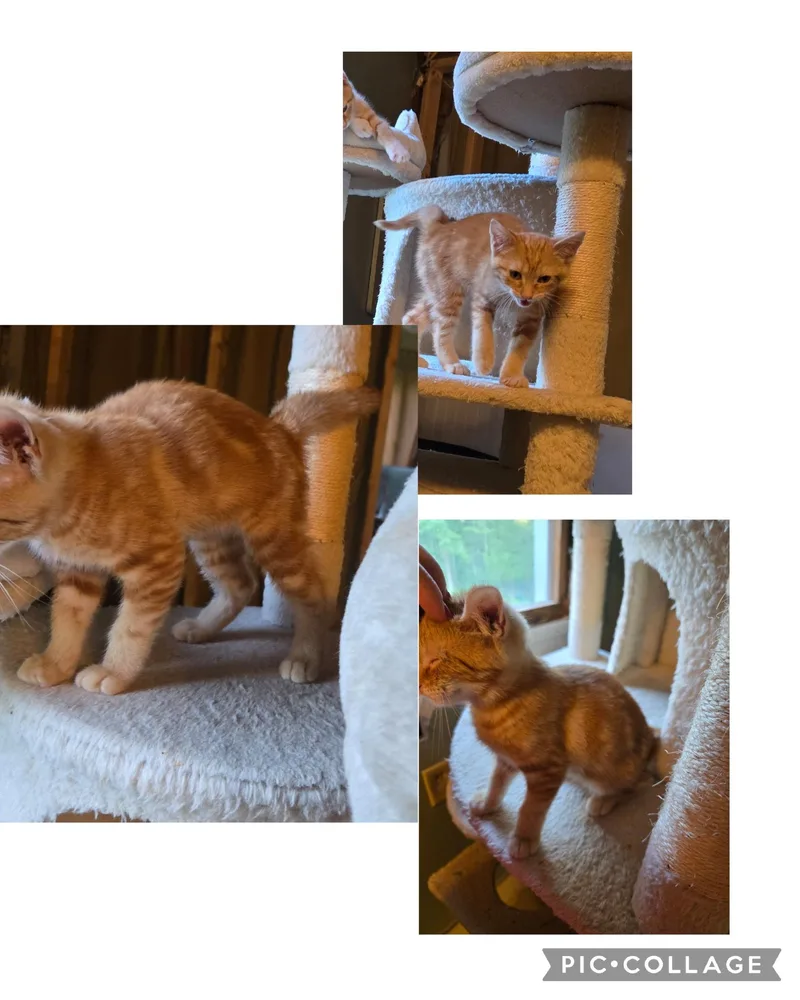 A baby medium-sized female Orange / Red Domestic Short Hair cat named Tatiana for adoption in Mansfield, PA