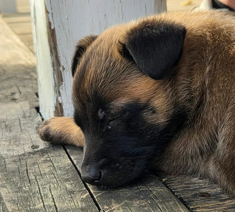A baby medium-sized female Belgian Shepherd / Malinois dog named Piper for adoption in China Township, MI