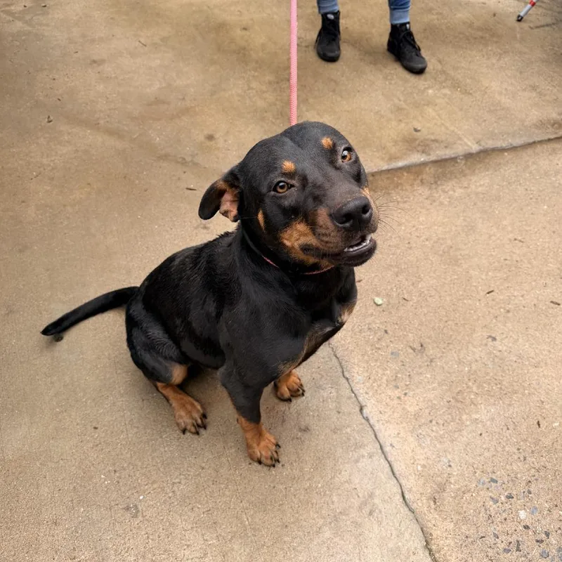 An adult small-sized female Black Mixed Breed dog named Dory for adoption in Columbus, NC