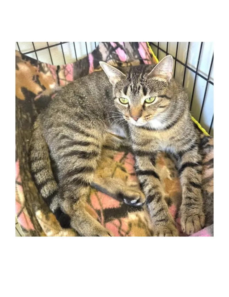 An adult medium-sized female Tabby (Brown / Chocolate) American Shorthair cat named Jessy for adoption in Lawrenceburg, KY