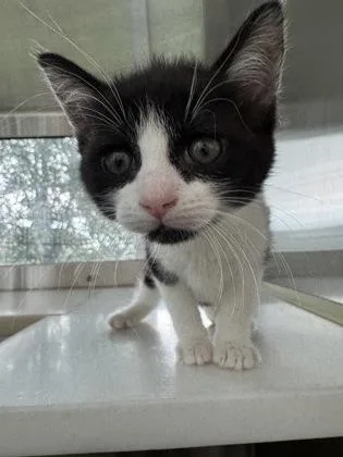 A baby small-sized female Domestic Short Hair cat named Ren for adoption in Westland, MI