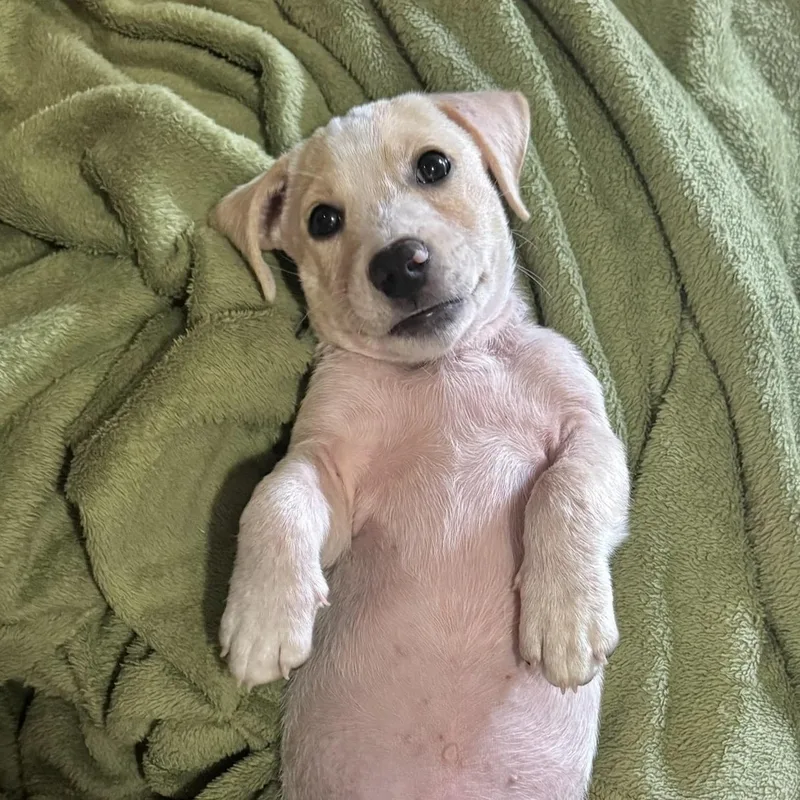 A baby medium-sized male Hound dog named Johnny Angel for adoption in Albany, NY