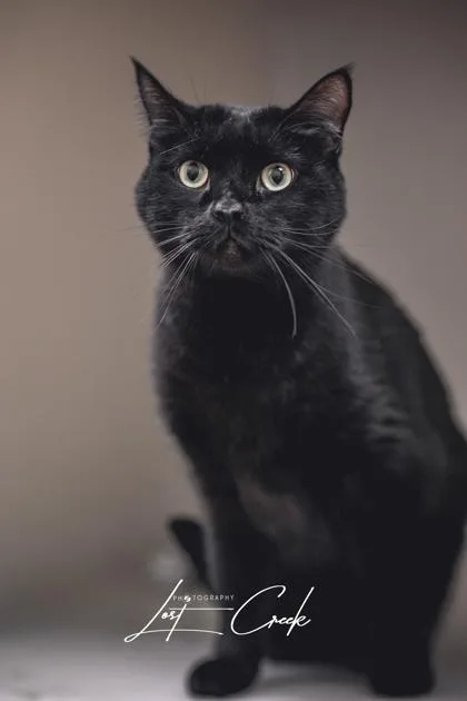 Salem thumbnail 2