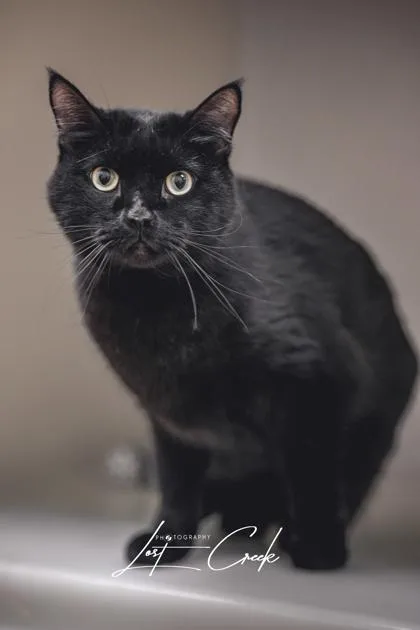 Salem thumbnail 3