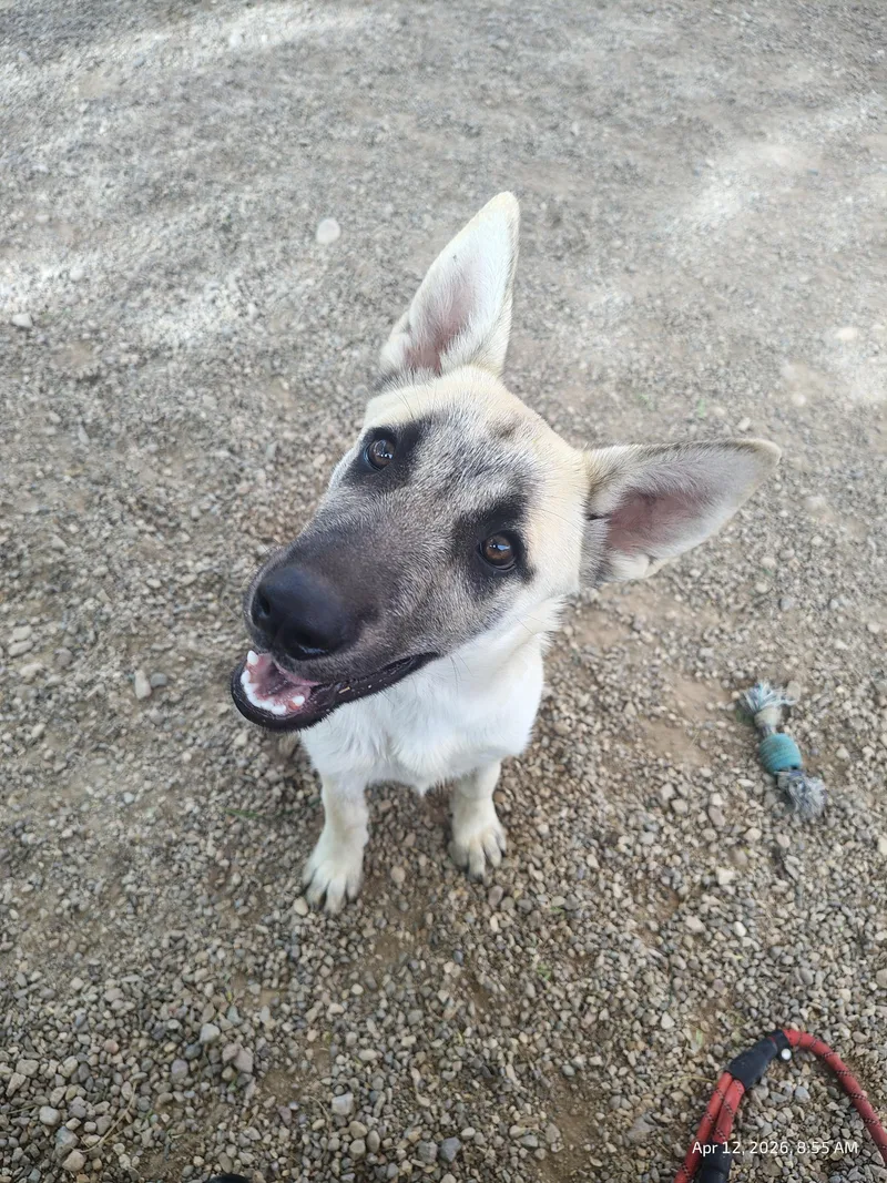 A young medium-sized female Yellow / Tan / Blond / Fawn German Shepherd Dog dog named Jodie for adoption in Parker, AZ