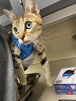 An adult medium-sized female Domestic Short Hair cat named Ocean for adoption in Wichita, KS