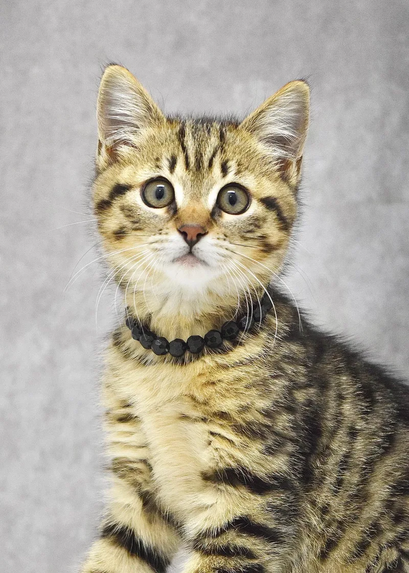 A baby medium-sized female Tabby (Brown / Chocolate) Domestic Short Hair cat named May for adoption in Dublin, CA