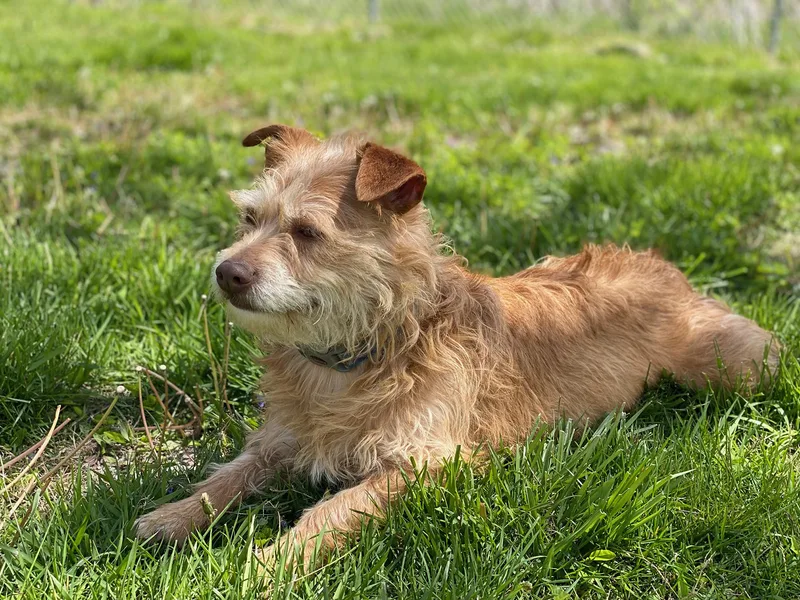 A young medium-sized female Red / Chestnut / Orange Norfolk Terrier dog named Cassidy for adoption in Indianapolis, IN