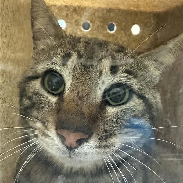 An adult medium-sized male Brown / Chocolate Domestic Short Hair cat named Working Cat Effervescent for adoption in Tacoma, WA
