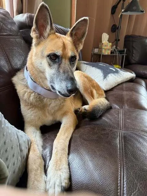 An adult large-sized female German Shepherd Dog dog named Lyra for adoption in Fredonia, WI