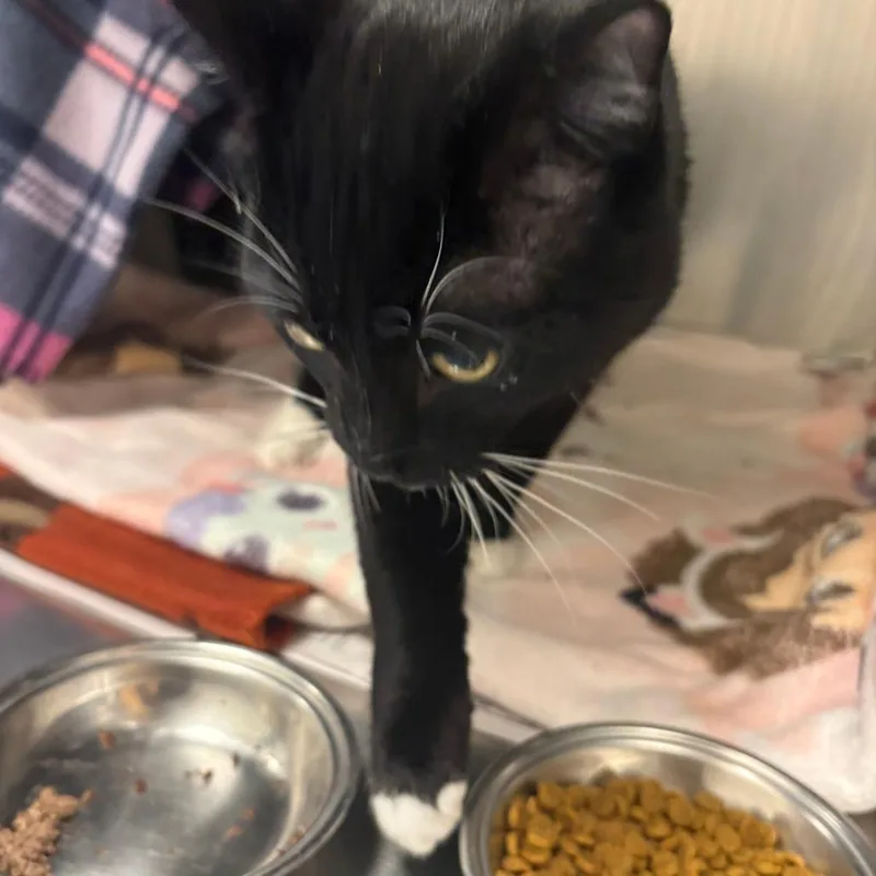An adult medium-sized male Black American Shorthair cat named Jack for adoption in Brockton, MA