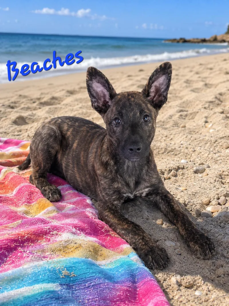 Beaches thumbnail 2