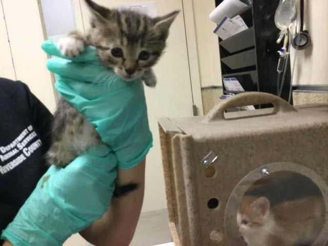 A baby small-sized female Domestic Short Hair cat named Tot for adoption in Riverside, CA