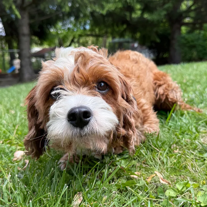 Penny
