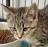 A baby medium-sized female Tabby (Gray / Blue / Silver) Domestic Short Hair cat named Colette now Lina for adoption in Portsmouth, OH