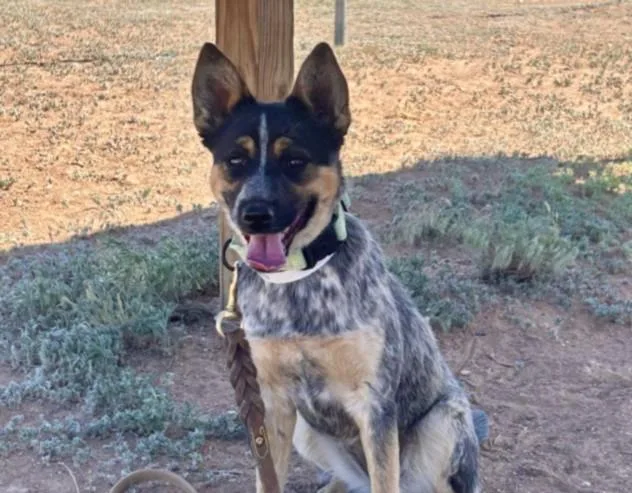 A young small-sized female Mixed Breed dog named Connie for adoption in Santa Fe, NM