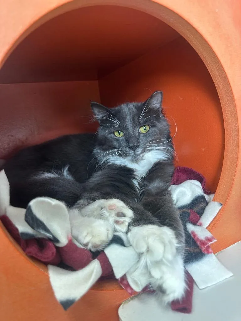 A young medium-sized male Domestic Short Hair cat named Cuddles for adoption in Johnson City, TN