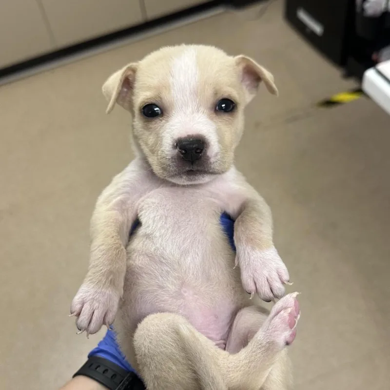 A baby small-sized female White / Cream Mixed Breed dog named Olympia for adoption in Mission Hills, CA