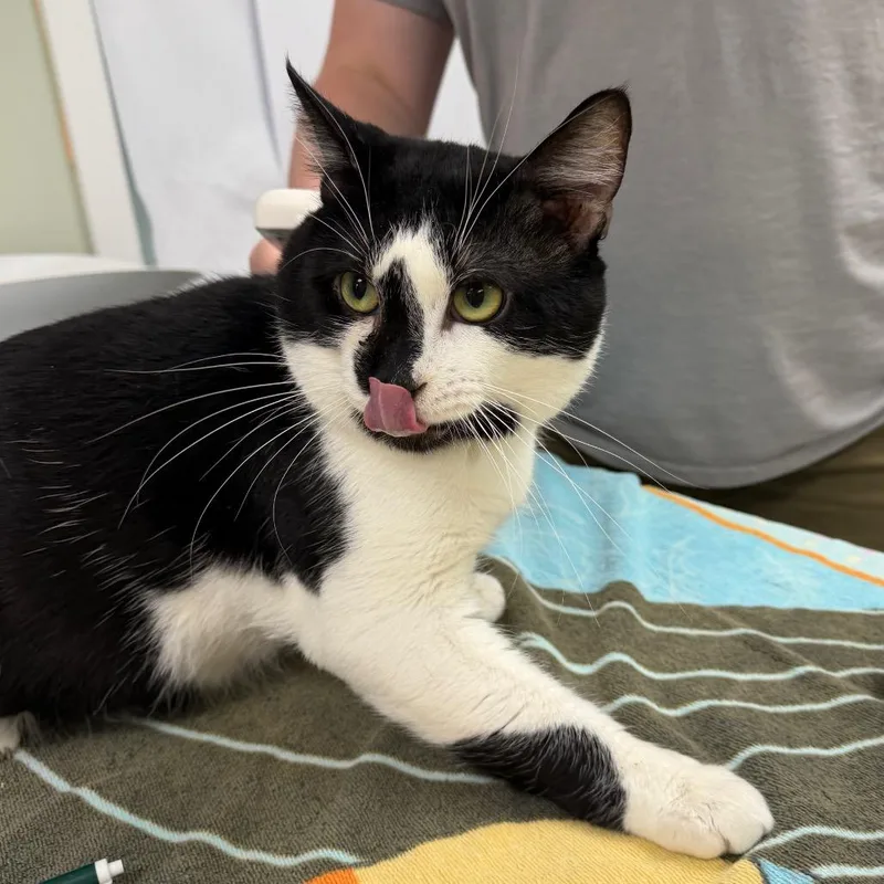 An adult large-sized male Black Domestic Short Hair cat named Boomer for adoption in East Smithfield , PA