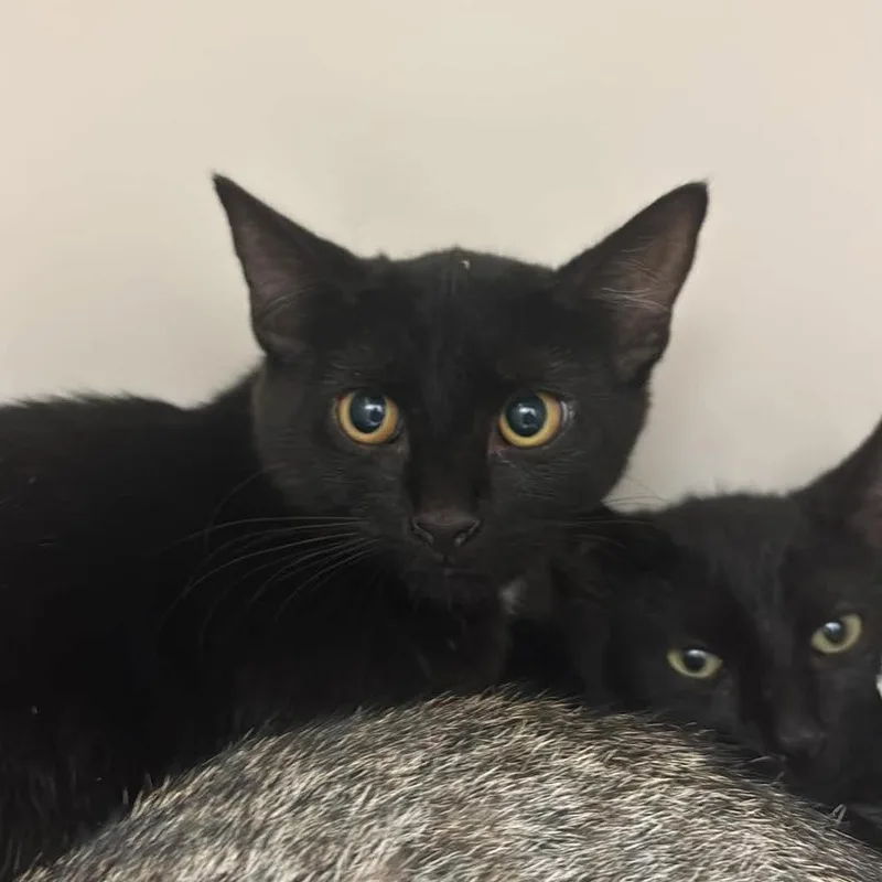 A baby small-sized female Black Domestic Short Hair cat named Nia for adoption in Pasadena , MD
