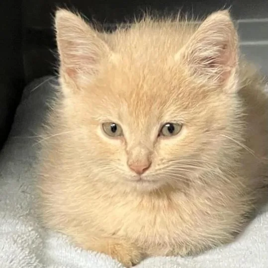 A baby medium-sized female Domestic Short Hair cat named Paige for adoption in Saint Marys, WV