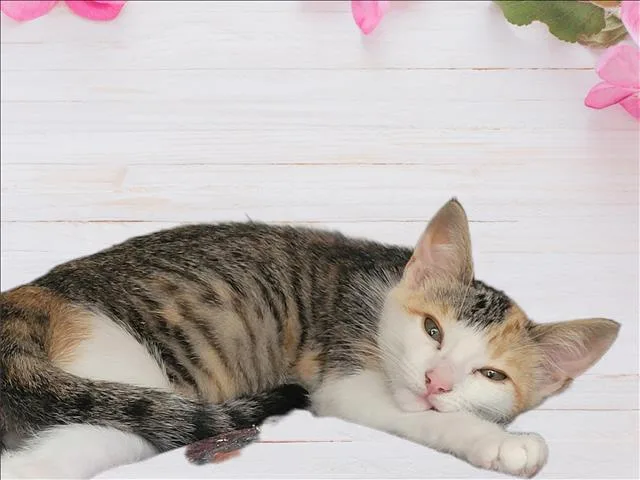 A baby medium-sized female Domestic Short Hair cat named Dew Drop for adoption in Los Angeles, CA