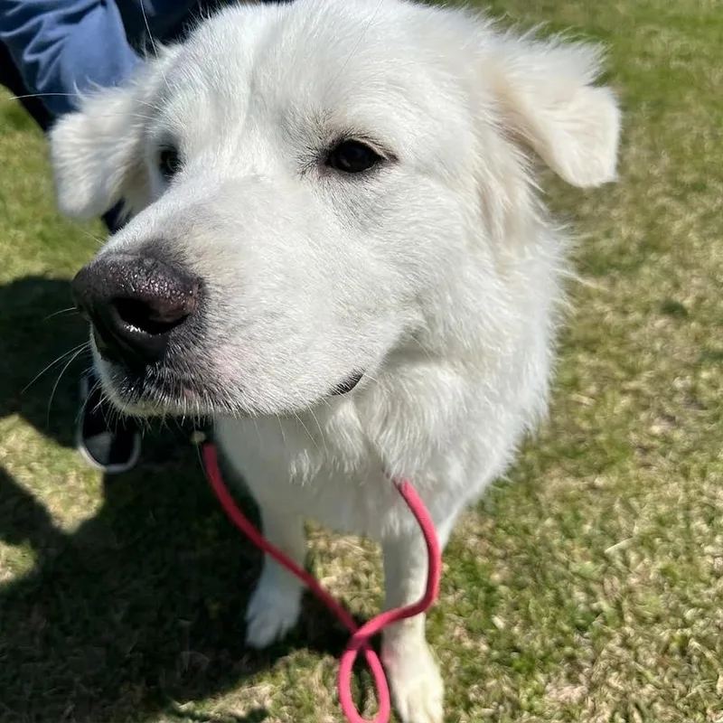 A young large-sized male White / Cream Great Pyrenees dog named Mr Big for adoption in Elizabeth City, NC