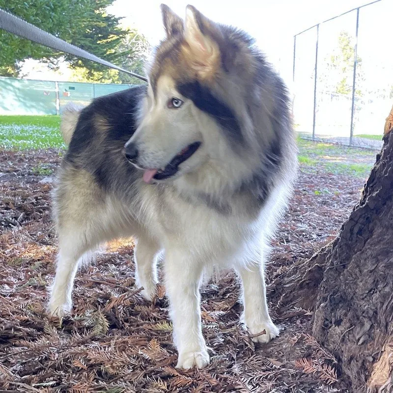 Lavender thumbnail 4