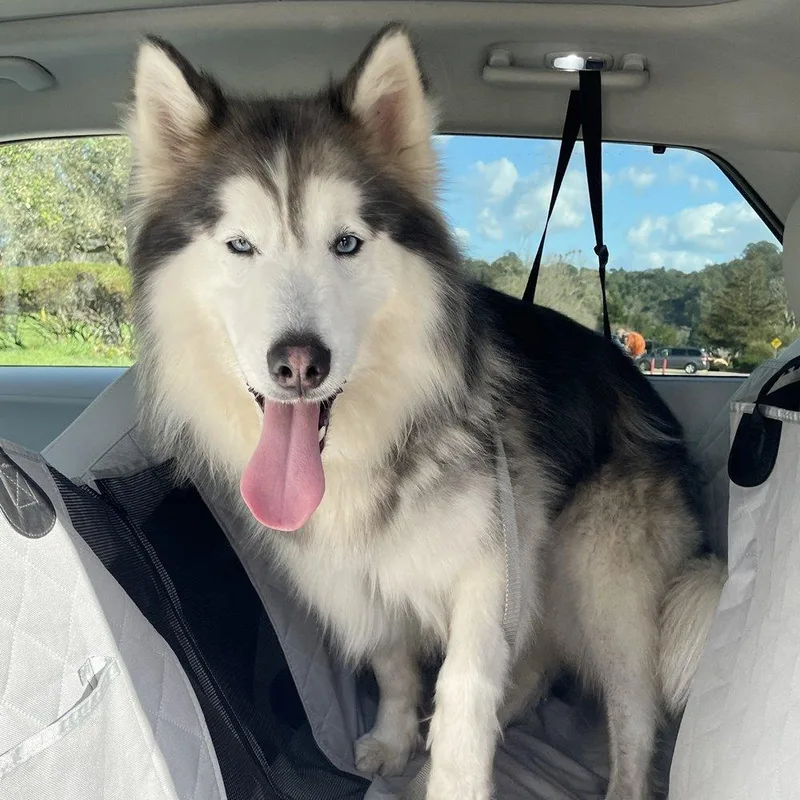 Lavender thumbnail 6