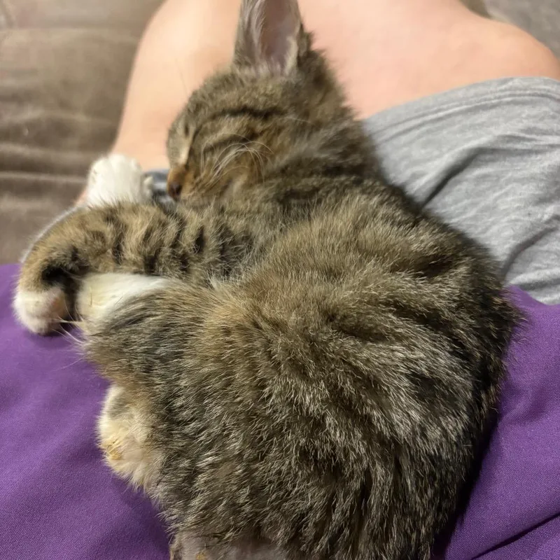 Sweetums Snugglepuff