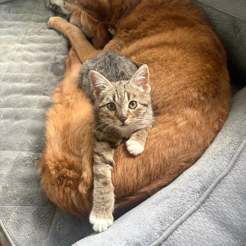Sweetums Snugglepuff thumbnail 2
