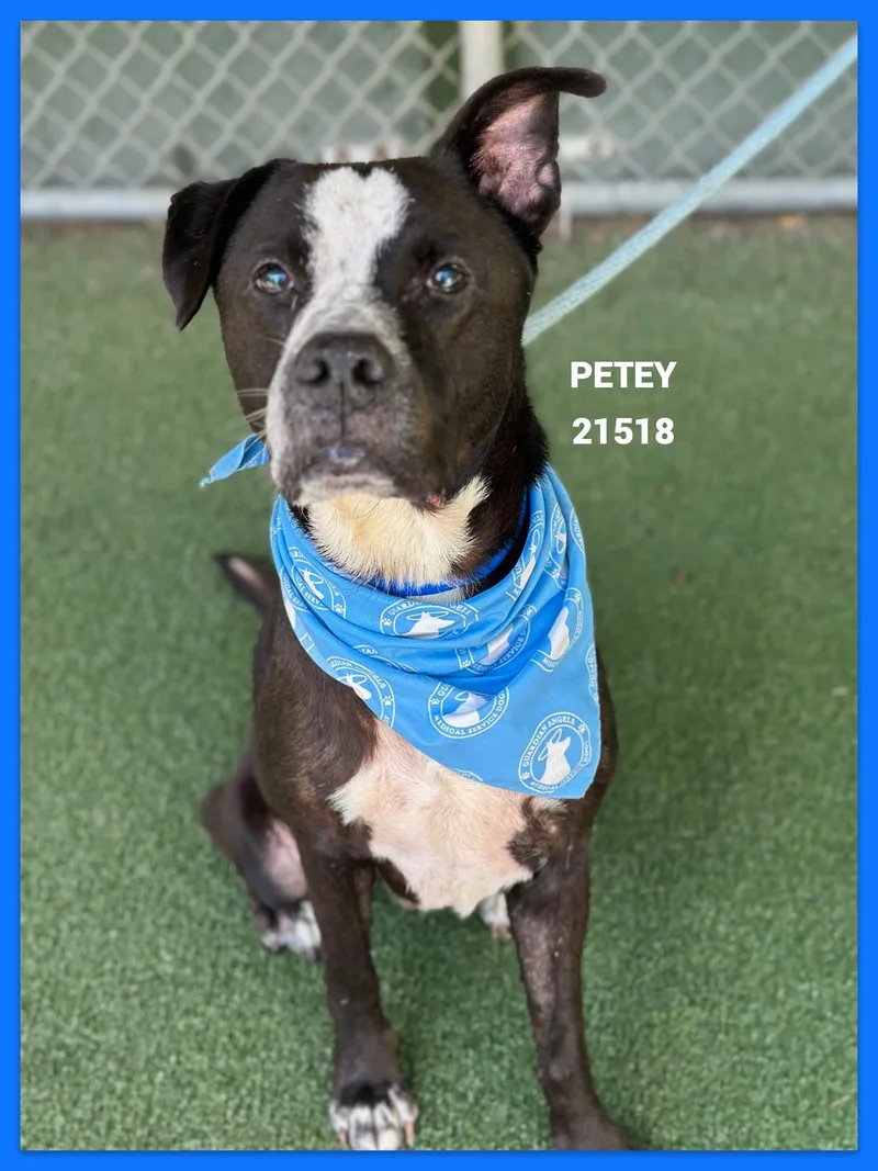 An adult medium-sized male White / Cream Pit Bull Terrier dog named Petey for adoption in Marietta, GA