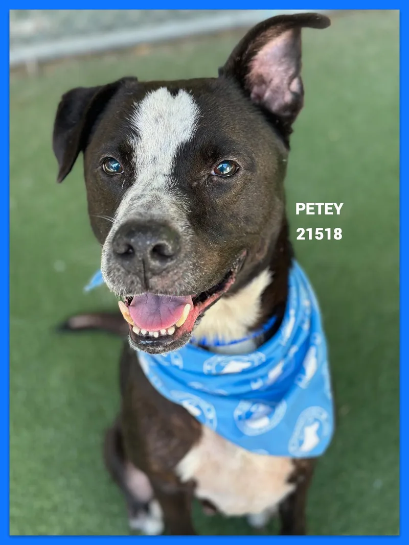 Petey thumbnail 3