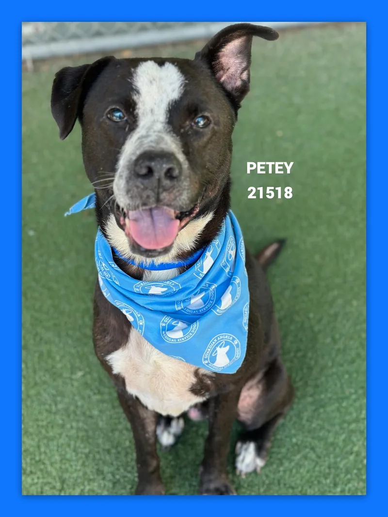 Petey thumbnail 4
