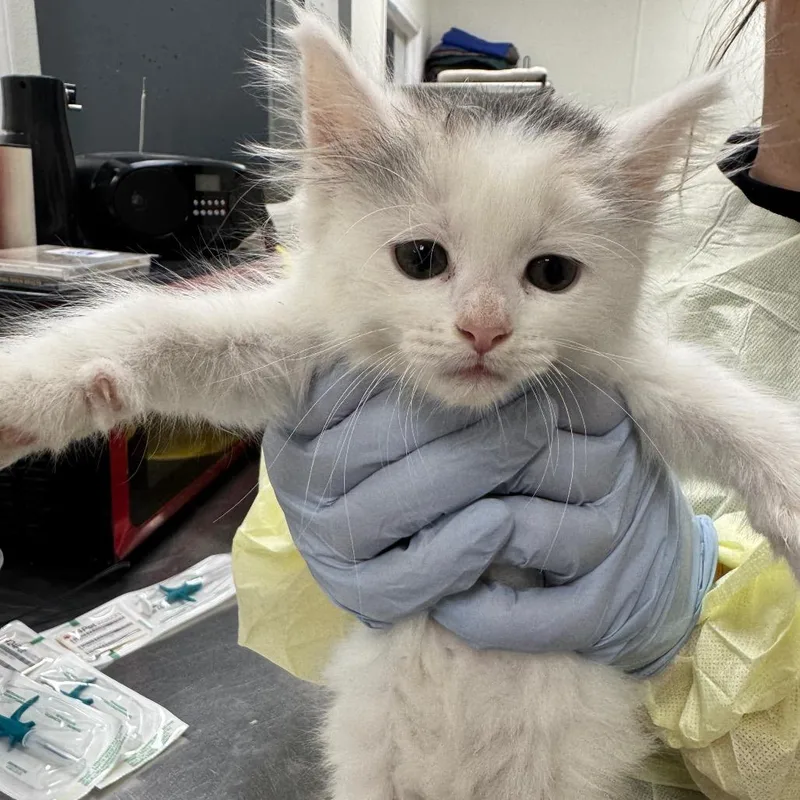 A baby small-sized female White Domestic Long Hair cat named Detroit for adoption in Pekin, IL