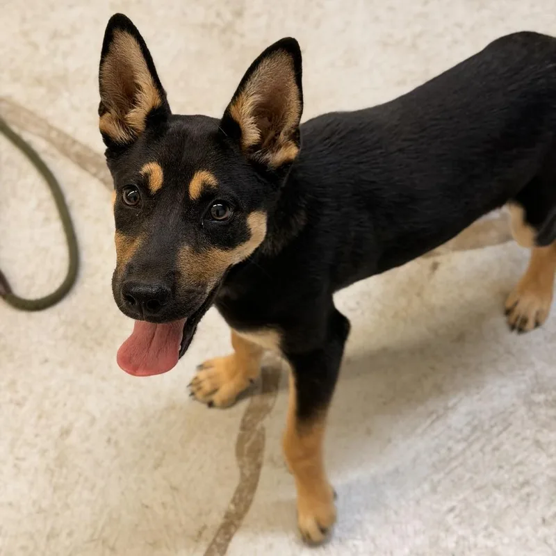 A baby small-sized male Black Doberman Pinscher dog named Trent Krimm for adoption in La Grange, KY