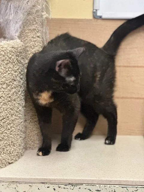 An adult medium-sized female Tortoiseshell cat named Amanda for adoption in Ocean Pines, MD