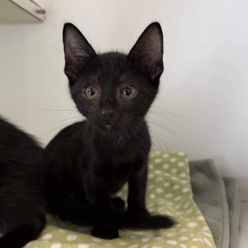A baby small-sized male Black Domestic Short Hair cat named Solo for adoption in Oakland, CA