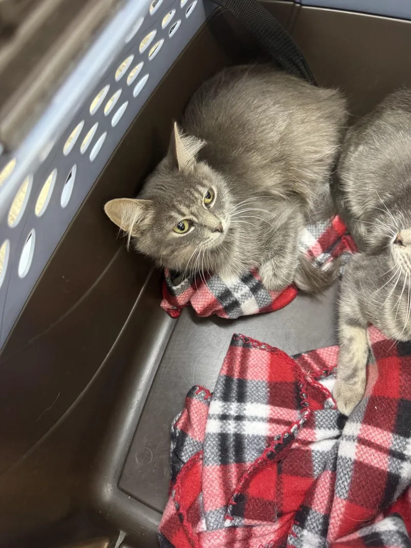 A young medium-sized female Domestic Medium Hair cat named Gwen for adoption in Sonora, CA