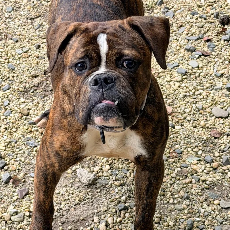 An adult medium-sized female English Bulldog dog named Ladybug for adoption in Newark, NJ
