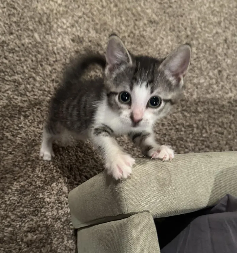 A baby small-sized female Domestic Short Hair cat named Athena for adoption in Mustang, OK