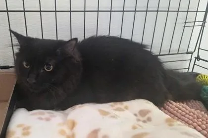 A baby small-sized female Domestic Medium Hair cat named Black Female for adoption in Clinton, MO