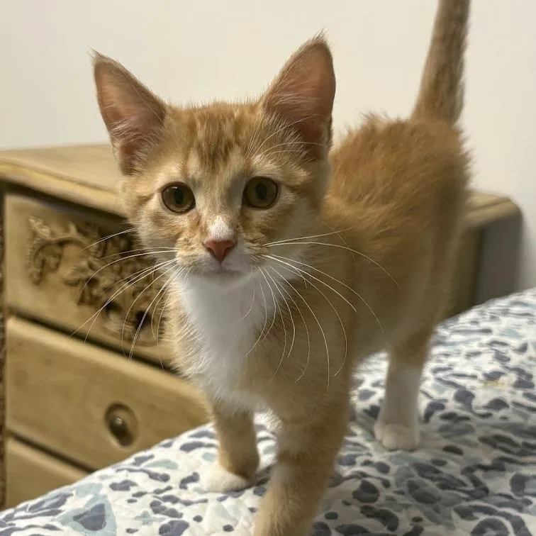 A baby small-sized female Orange / Red Domestic Short Hair cat named Kiwi for adoption in Sioux Falls, SD