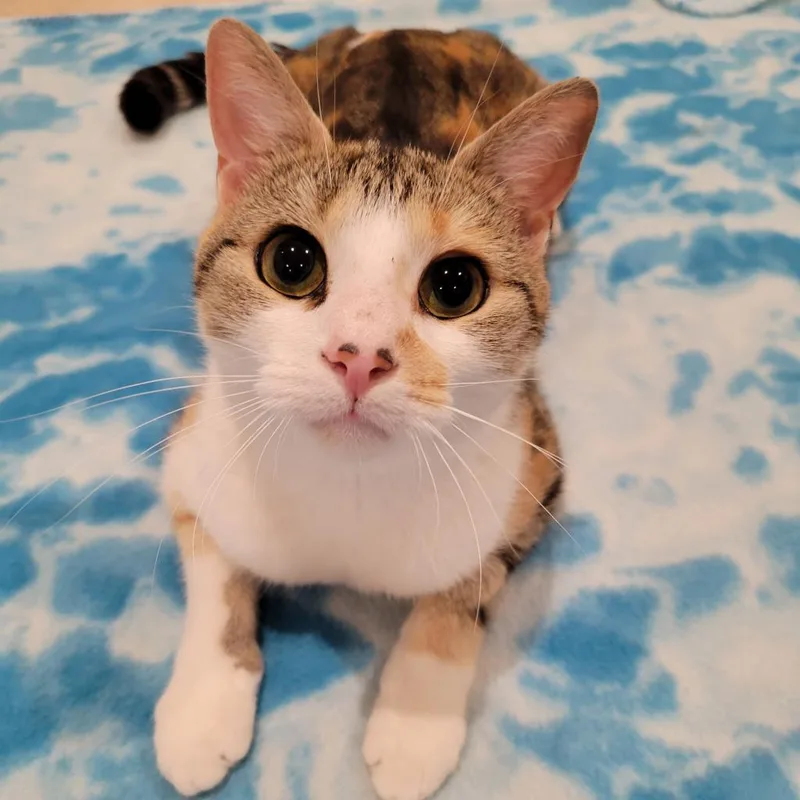 An adult large-sized female Calico Domestic Short Hair cat named Lemonade for adoption in Fredericksburg, VA