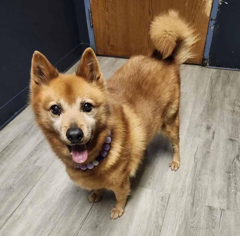 A senior medium-sized female Red / Chestnut / Orange Chow Chow dog named Lucy Loo for adoption in Mansfield, OH