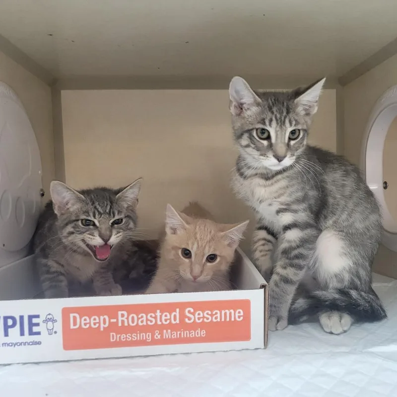 A baby small-sized male Buff / Tan / Fawn Domestic Medium Hair cat named Cream Cheese for adoption in Westminster, CA