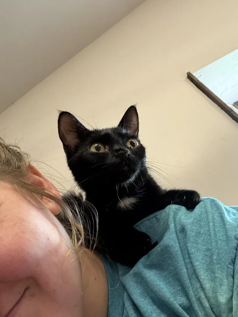 A young small-sized female Black Domestic Short Hair cat named Starlight for adoption in Marshall, MO