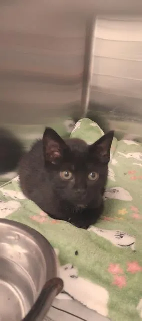 A young small-sized male Domestic Medium Hair cat named Dom Perignon for adoption in North Miami Beach, FL