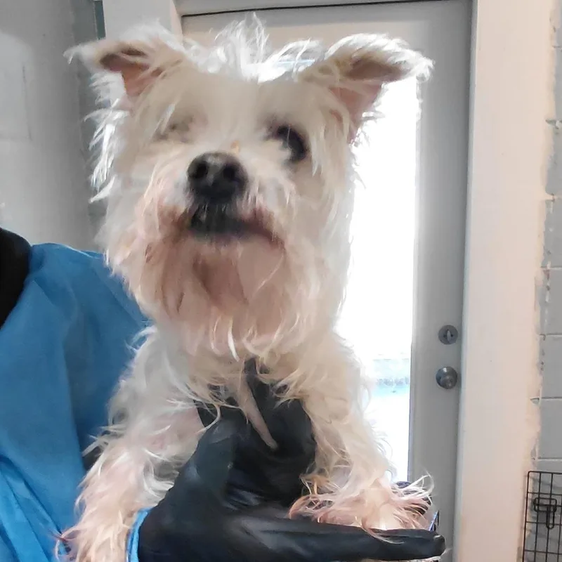 A senior small-sized male Yellow / Tan / Blond / Fawn Yorkshire Terrier dog named Bentley for adoption in LOXAHATCHEE, FL